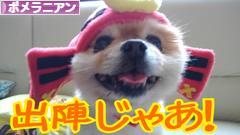 にほんブログ村 犬ブログ ポメラニアンへ