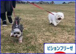 にほんブログ村 犬ブログ ビションフリーゼへ