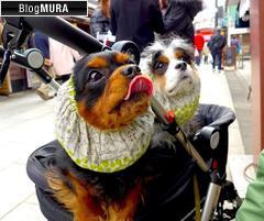 にほんブログ村 犬ブログ キャバリアへ