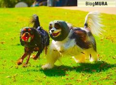 にほんブログ村 犬ブログ キャバリアへ