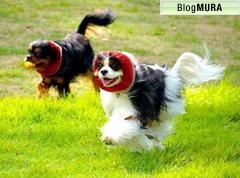 にほんブログ村 犬ブログ キャバリアへ