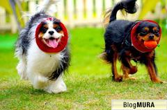 にほんブログ村 犬ブログ キャバリアへ