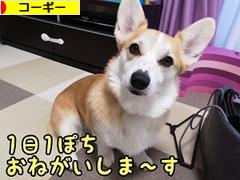 にほんブログ村 犬ブログ コーギーへ