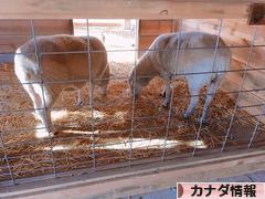 にほんブログ村 海外生活ブログ カナダ情報へ