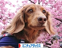 にほんブログ村 犬ブログ ミニチュアダックスフンドへ