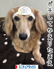 にほんブログ村 犬ブログ ミニチュアダックスフンドへ