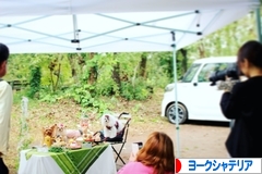 にほんブログ村 犬ブログ ヨークシャーテリアへ