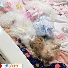 にほんブログ村 犬ブログへ