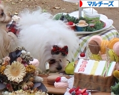 にほんブログ村 犬ブログ マルチーズへ