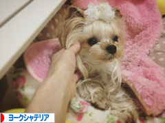 にほんブログ村 犬ブログ ヨークシャーテリアへ