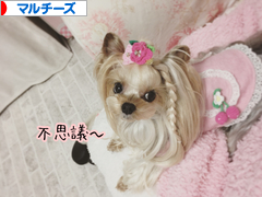 にほんブログ村 犬ブログ マルチーズへ