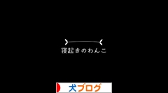 にほんブログ村 犬ブログへ