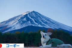 にほんブログ村 犬ブログ コーギーへ