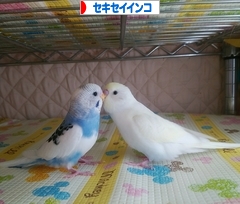 にほんブログ村 鳥ブログ セキセイインコへ