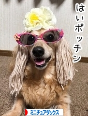 にほんブログ村 犬ブログ ミニチュアダックスフンドへ