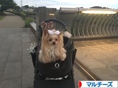 にほんブログ村 犬ブログ マルチーズへ