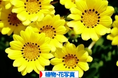 にほんブログ村 写真ブログ 植物・花写真へ