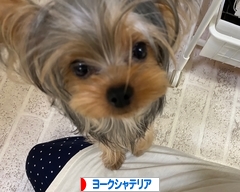 にほんブログ村 犬ブログ ヨークシャーテリアへ