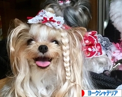 にほんブログ村 犬ブログ ヨークシャーテリアへ