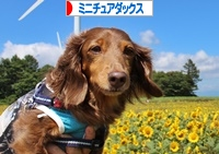 にほんブログ村 犬ブログ ミニチュアダックスフンドへ