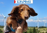 にほんブログ村 犬ブログ ミニチュアダックスフンドへ