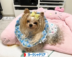 にほんブログ村 犬ブログ ヨークシャーテリアへ