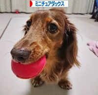 にほんブログ村 犬ブログ ミニチュアダックスフンドへ