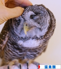 にほんブログ村 鳥ブログ 猛禽類へ