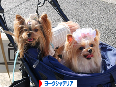 にほんブログ村 犬ブログ ヨークシャーテリアへ