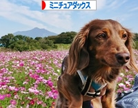 にほんブログ村 犬ブログ ミニチュアダックスフンドへ