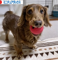 にほんブログ村 犬ブログ ミニチュアダックスフンドへ