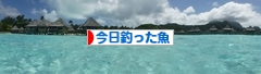 にほんブログ村 釣りブログ 今日釣った魚へ