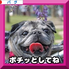 にほんブログ村 犬ブログ パグへ