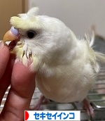 にほんブログ村 鳥ブログ セキセイインコへ