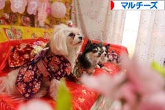 にほんブログ村 犬ブログ マルチーズへ