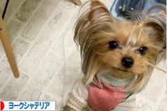 にほんブログ村 犬ブログ ヨークシャーテリアへ