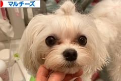 にほんブログ村 犬ブログ マルチーズへ