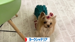 にほんブログ村 犬ブログ ヨークシャーテリアへ