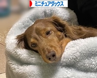 にほんブログ村 犬ブログ ミニチュアダックスフンドへ