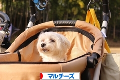 にほんブログ村 犬ブログ マルチーズへ