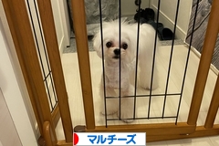 にほんブログ村 犬ブログ マルチーズへ