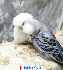 にほんブログ村 鳥ブログ セキセイインコへ