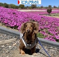 にほんブログ村 犬ブログ ミニチュアダックスフンドへ