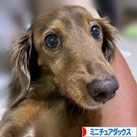 にほんブログ村 犬ブログ ミニチュアダックスフンドへ