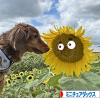 にほんブログ村 犬ブログ ミニチュアダックスフンドへ