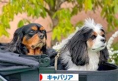 にほんブログ村 犬ブログ キャバリアへ