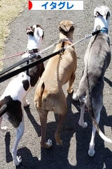 にほんブログ村 犬ブログ イタリアングレーハウンドへ