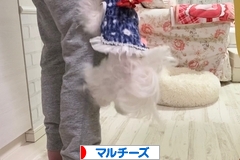 にほんブログ村 犬ブログ マルチーズへ