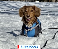 にほんブログ村 犬ブログ ミニチュアダックスフンドへ