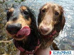 にほんブログ村 犬ブログ ミニチュアダックスフンドへ